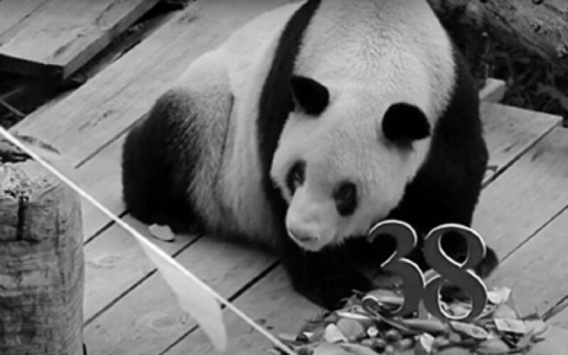 Померла найстаріша в світі панда Синь Син