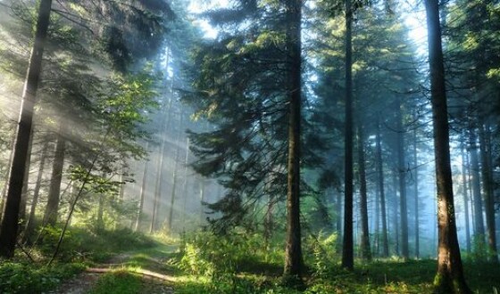 Україна втратила 400 тисяч гектарів лісів через короїда