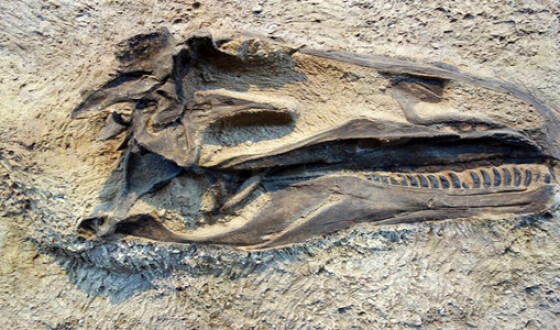 Палеонтологи виявили в Китаї майже цілого динозавра