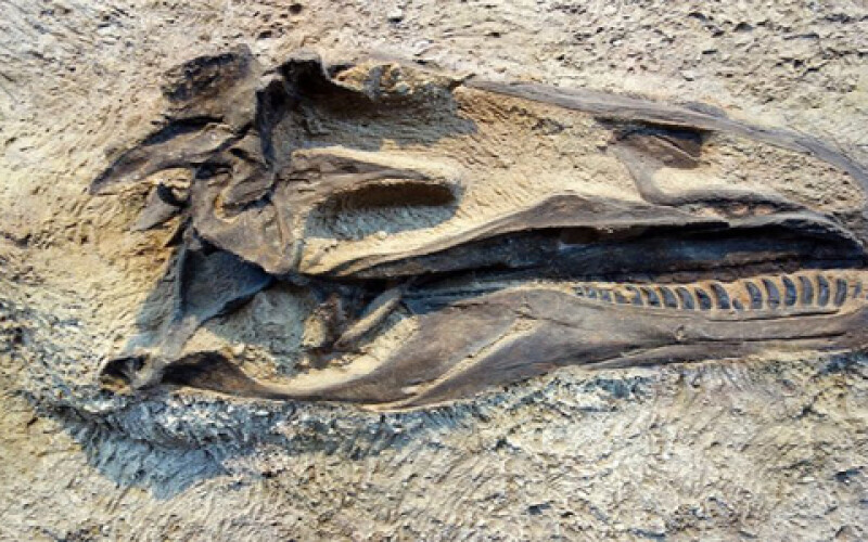Палеонтологи виявили в Китаї майже цілого динозавра