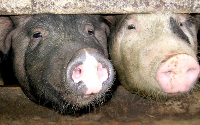 Скоротилось виробництво української свинини
