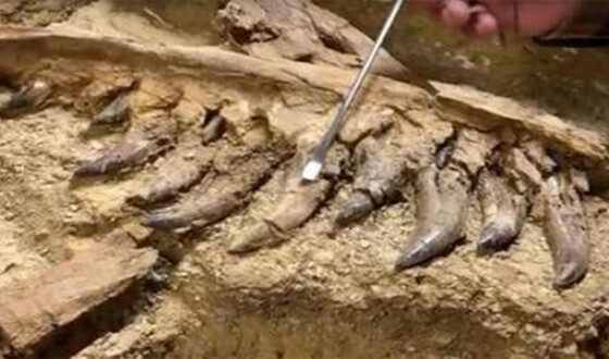 В США найден скелет детёныша тираннозавра