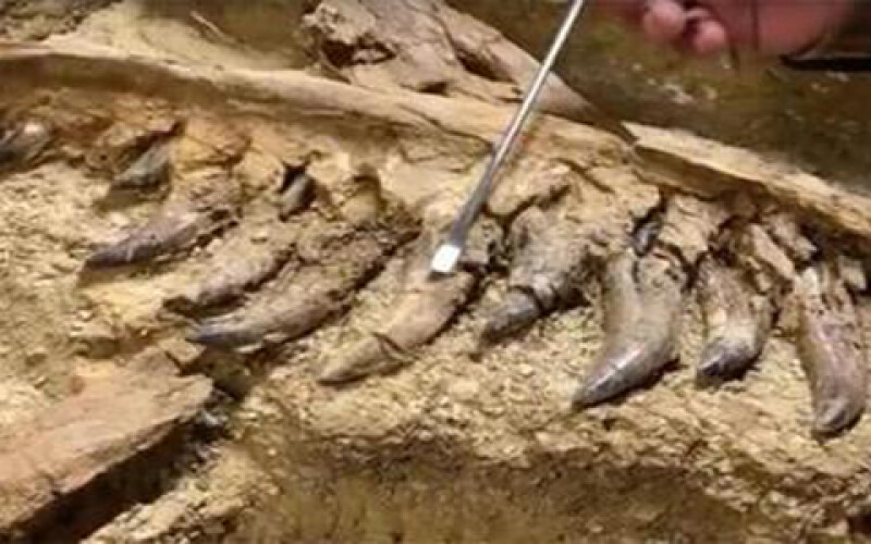 В США найден скелет детёныша тираннозавра