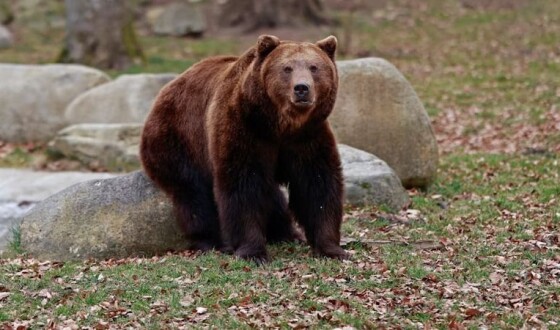 Жінка в Баварії під час прогулянки натрапила на ведмедя