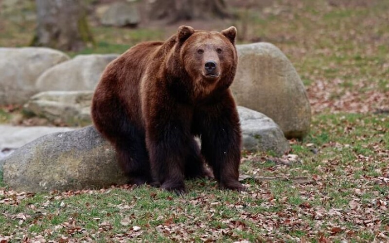 Жінка в Баварії під час прогулянки натрапила на ведмедя