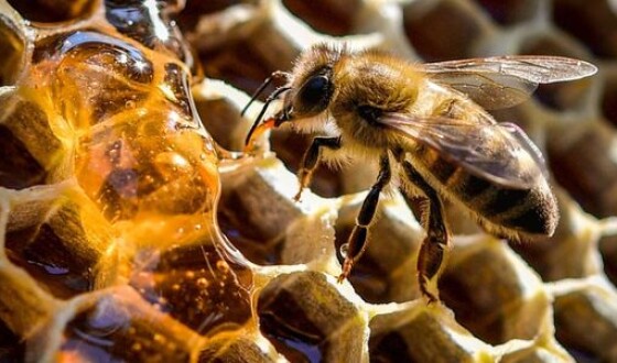 У США вулики бджіл знищують після виявлення заразної інфекції