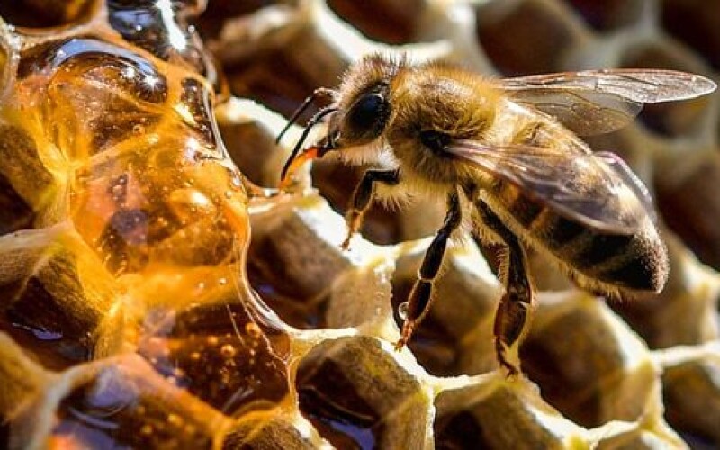 У США вулики бджіл знищують після виявлення заразної інфекції