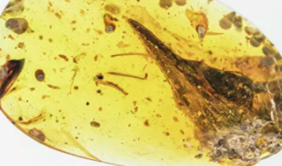 В янтаре нашли череп самого маленького динозавра в истории