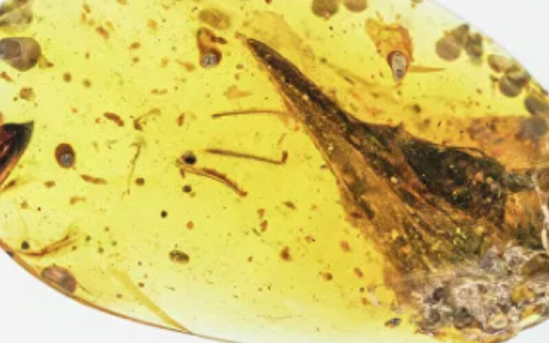 В янтаре нашли череп самого маленького динозавра в истории