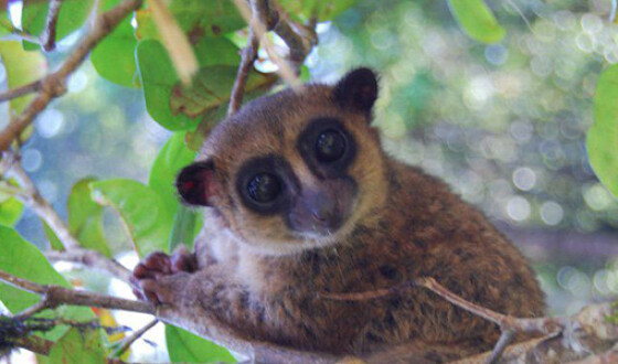 На Мадагаскаре открыт новый вид карликовых лемуров