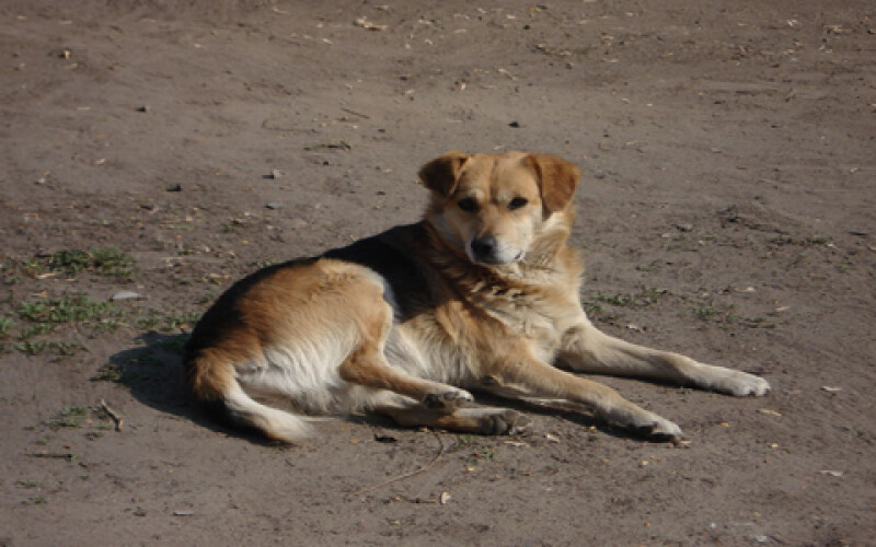 На Днепропетровщине собака раскопала труп ребенка