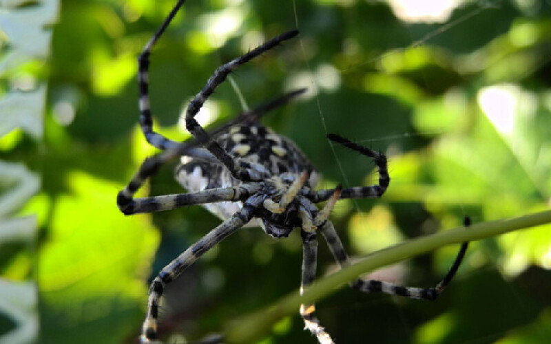 Яд паука может спасти нервные клетки от гибели