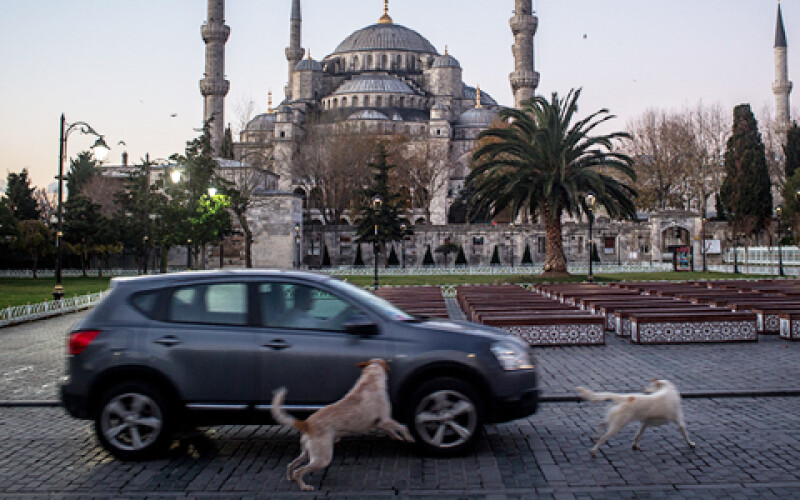 Cуд Анкари засудив до десяти років позбавлення волі осіб, які труїли собак