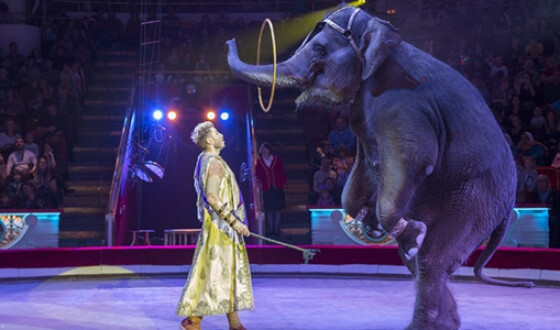 В Нью-Джерси запретили цирковые шоу с дикими животными