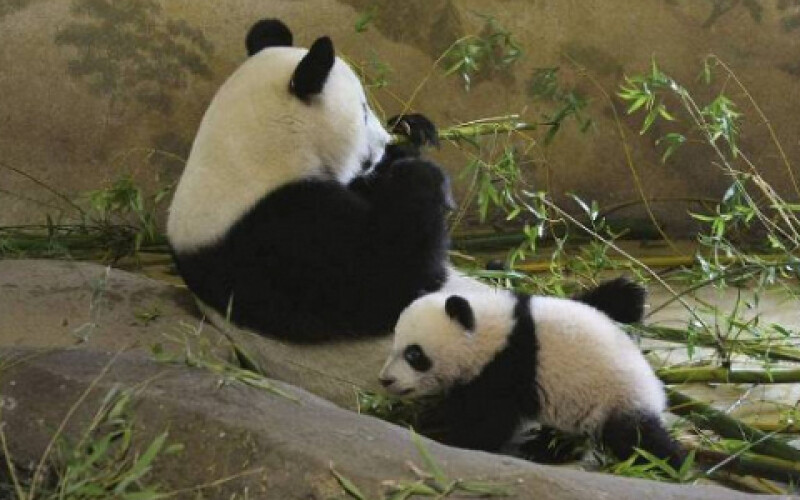 У Китаї почнуть клонувати панд