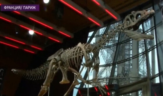 Скелет динозавра неустановленного вида заинтересовал общественность