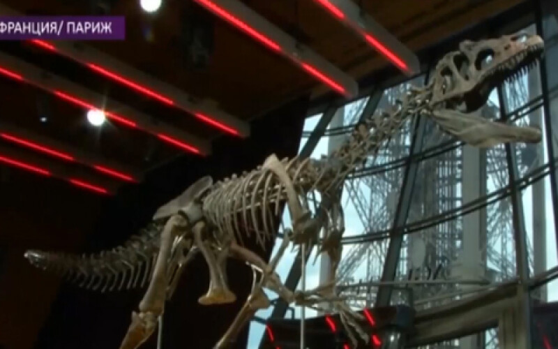 Скелет динозавра неустановленного вида заинтересовал общественность