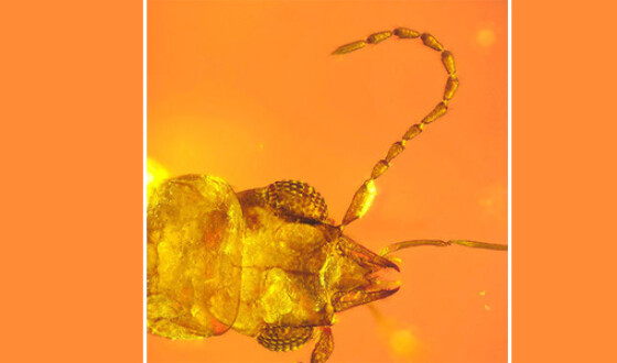 Британские исследователи нашли необычного жука