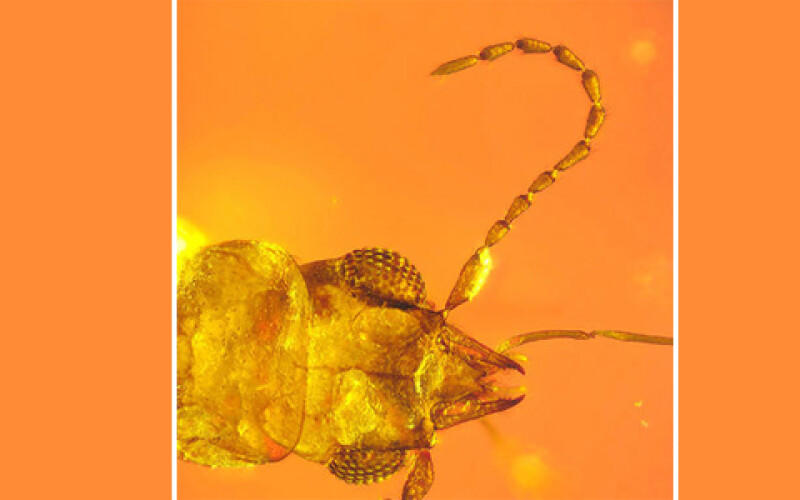 Британские исследователи нашли необычного жука