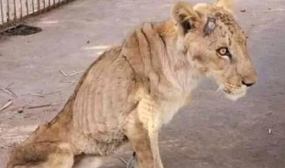 П&#8217;ять левів залишили помирати без їжі в приватному зоопарку в Судані