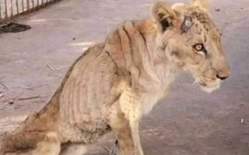 П&#8217;ять левів залишили помирати без їжі в приватному зоопарку в Судані
