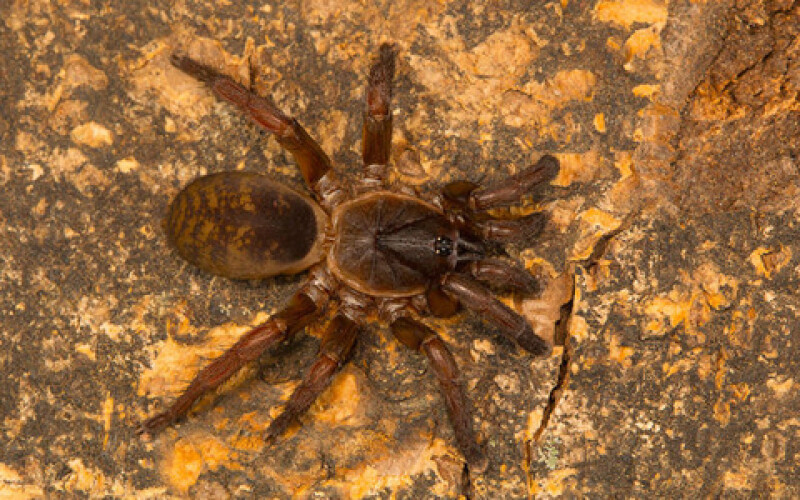 В Австралии умер самый старый в мире паук
