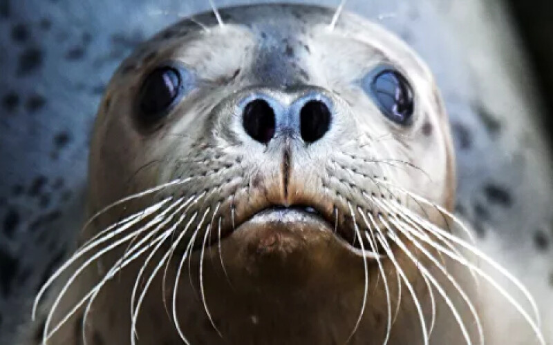 У дитинчат тюленів знайдено унікальну загальну здібність