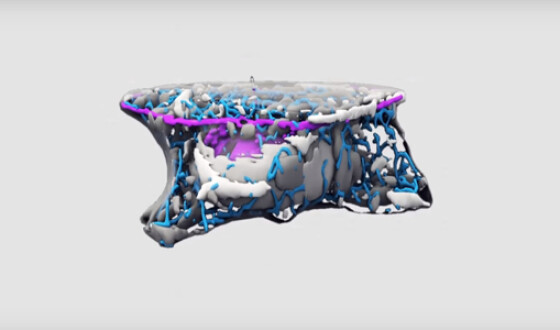 Исследователи показали, как выглядит стволовая клетка в 3D
