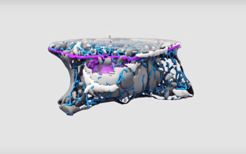 Исследователи показали, как выглядит стволовая клетка в 3D