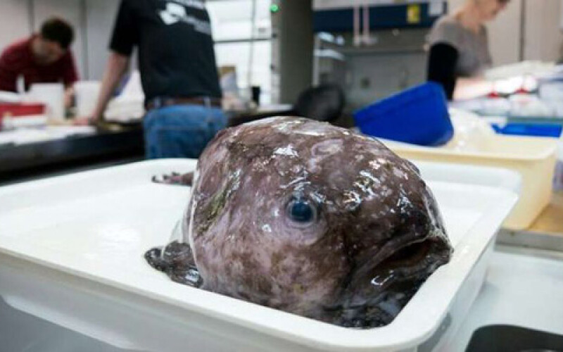 В Австралии обнаружены редкие рыбы