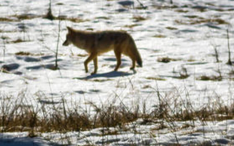 Жителей США предупредили о нападении койотов
