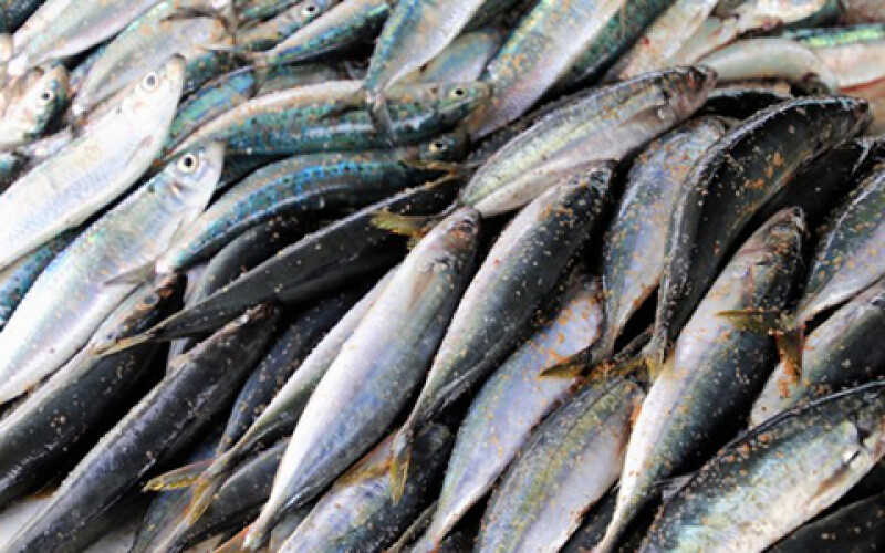 В Украине выросло рыбное производство