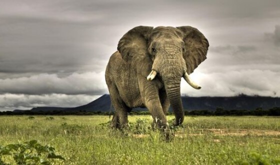 Слон в Кении бросился на льва защищать своего детеныша