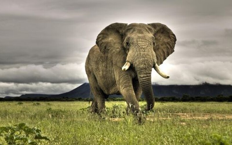 Ученые: «зомби-ген» спасает слонов от рака