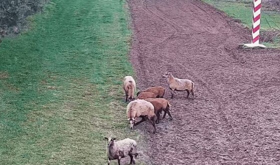 На польському кордоні стадо овець порушило кордон