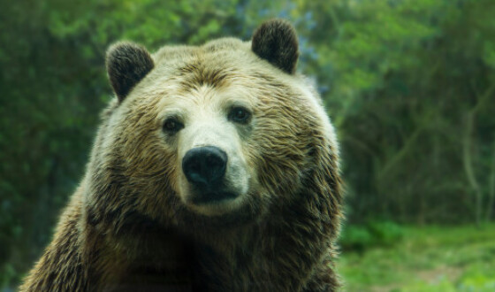 Принца запідозрили у вбивстві найбільшого ведмедя в Європі