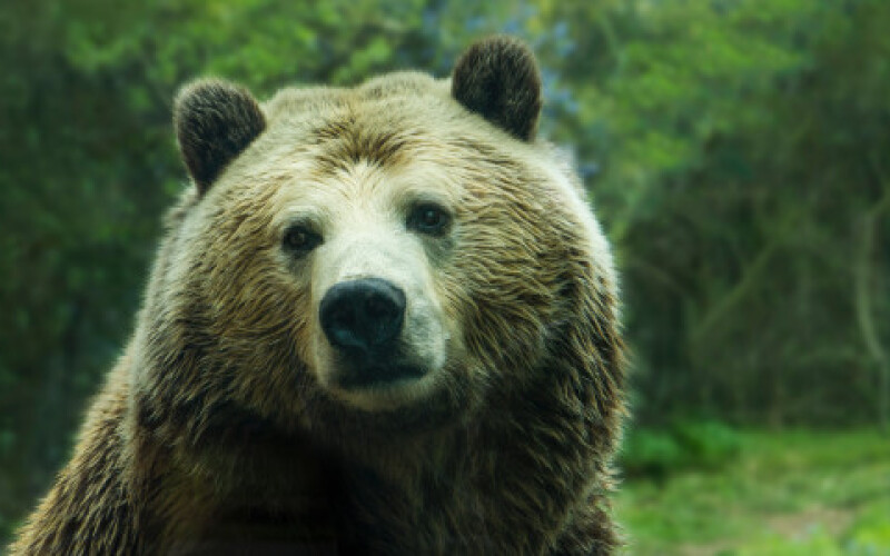 Принца запідозрили у вбивстві найбільшого ведмедя в Європі