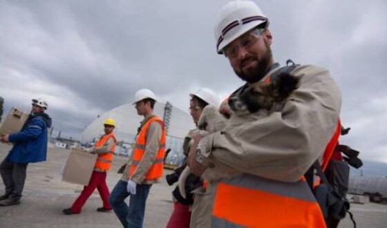 Из Чернобыльской зоны в США отвезут 200 щенков