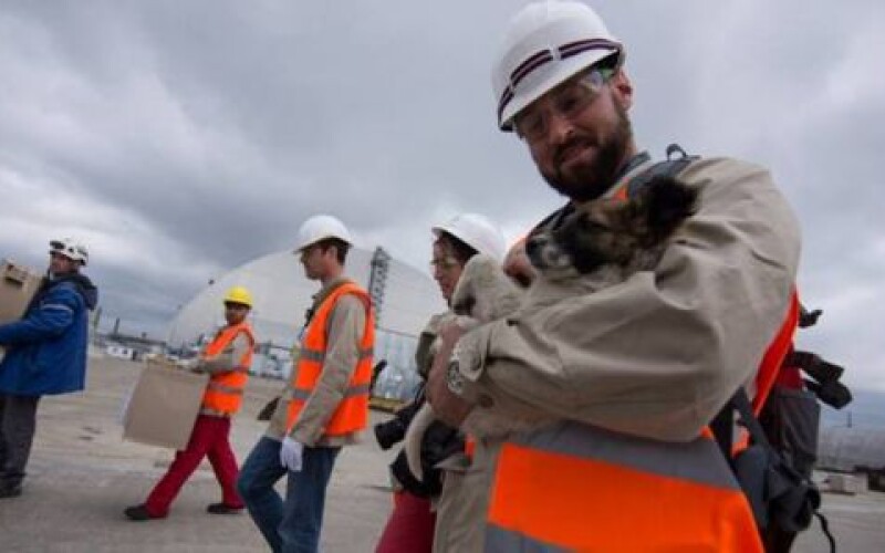 Из Чернобыльской зоны в США отвезут 200 щенков