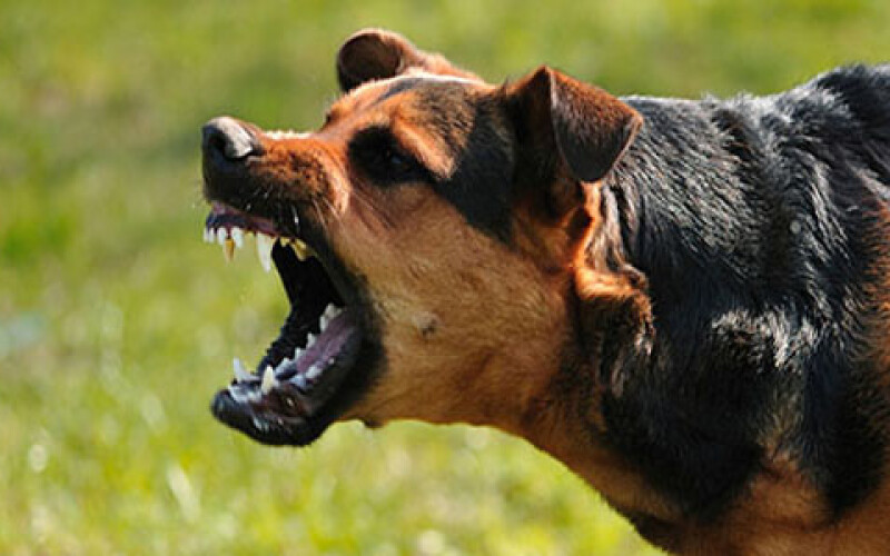 В Харьковской области бешеная собака покусала шесть человек