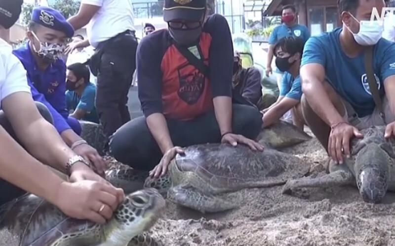 На Бали от браконьеров спасли зелёных морских черепах
