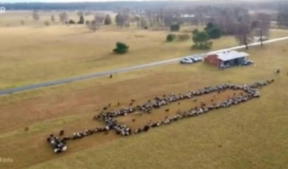 Гігантський шприц із овець та кіз у Німеччині потрапив на відео