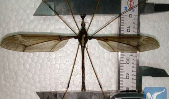 Энтомологи обнаружили самого огромного комара в мире