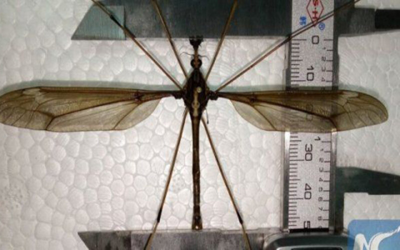 Энтомологи обнаружили самого огромного комара в мире