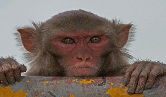 В Індії мавпа викрала дворічного хлопчика з дому