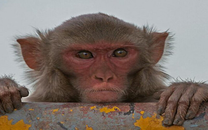 В Індії мавпа викрала дворічного хлопчика з дому