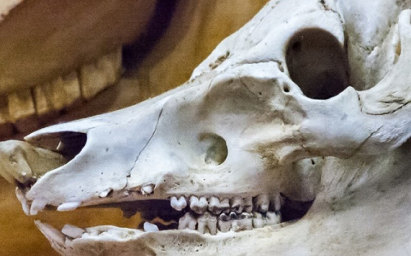 Найдены останки неизвестного ранее титанозавра
