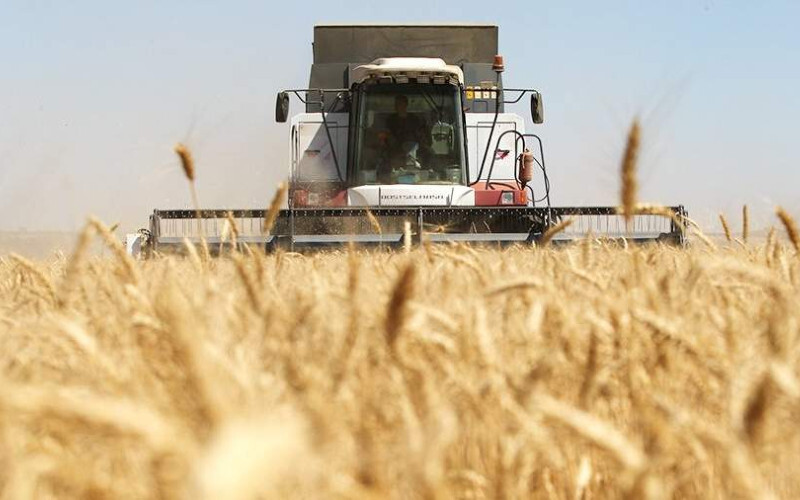 Виробництво пшениці в Україні впаде на 21% у 2023-2024 маркетинговому році