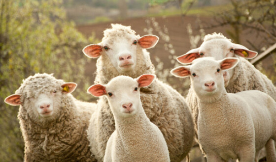 Австралія розслідуватиме смерть тисячі овець