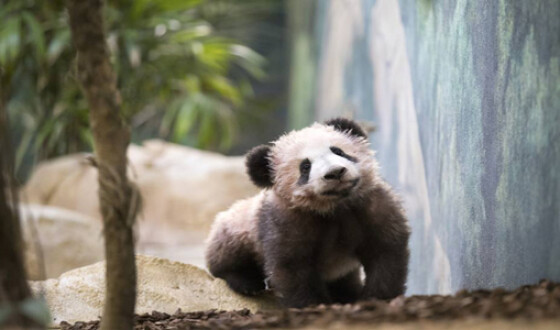 Во французском зоопарке малыша панды впервые показали на публике. Видео